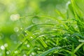 Close-Up of Grass With Water Droplets Royalty Free Stock Photo