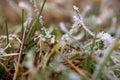 Close-up of grasses with ice crystals