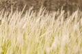 Close-up of grasses Royalty Free Stock Photo