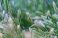 Close up of grasses with slim green stems topped with thread like white spikes