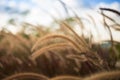 close up grassfield with blue sky Royalty Free Stock Photo