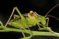 Close up of a grasshopper