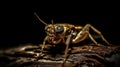 Close Up of a Grasshopper on a Bark in Natural Light