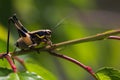 Close up of grasshopper on branch