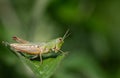 Close-up of a grasshopper, a cricket sitting on a green leaf against a green background in nature Royalty Free Stock Photo