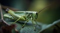 Close up of grasshopper on green leaf. Macro shot. Royalty Free Stock Photo