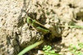 Grasshopper insect on grass in garden outdoor, park green background cricket animal macro close up