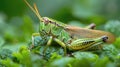 Close Up of a Grasshopper on a Leaf Royalty Free Stock Photo