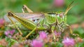 Close Up of a Grasshopper on a Leaf Royalty Free Stock Photo