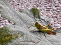 Close up of grasshopper leaves on grape leaves which have a rough texture and old color Royalty Free Stock Photo