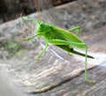 Close-up grasshopper