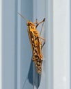 Close-up of a grasshopper on a metallic surface