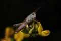 Close up grasshopper over black background