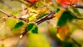 close up of grasshopper on red paper flower Royalty Free Stock Photo