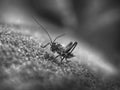 Close-up grasshopper