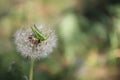 Close up of a grasshopper sits on a dandelion
