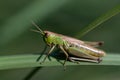 Close-up of a grasshopper sitting on a green blade of grass. The background is green. The insect hides from enemies Royalty Free Stock Photo