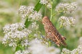 grasshopper sitting on wild flower