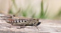 Close up of a grasshopper sitting on withered dry wood in summer. In the background grass and sunlight Royalty Free Stock Photo