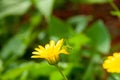 Close up of a grasshopper standing on a yellow calendula on a blurred background Royalty Free Stock Photo