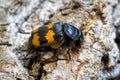 Close-up of a gravedigger beetle Nicrophorus investigator Royalty Free Stock Photo