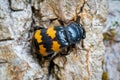 Close-up of a gravedigger beetle Nicrophorus investigator Royalty Free Stock Photo