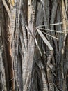 Close up on the gray bark of a tree, bald cypress Royalty Free Stock Photo