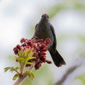 Gray Catbird eating Staghorn Sumac red berry Royalty Free Stock Photo