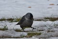 Jackdaw digs in spring thawed patches.