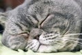 Close up of gray British shorthair cat immersed in a sweet dreams