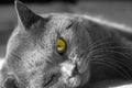 Close-up of a gray British Shorthair cat with yellow eyes.