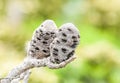 Close Up of Gray Brown Banksia Seed Pod Royalty Free Stock Photo