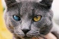 Close-up of a gray cat with a cataract in the eye. Portrait of a blind cat. A one-eyed or injured cat looks with one yellow eye.