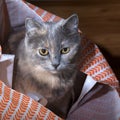 Close-up of a gray cat that hid in a shopping bag. A cute british shorthair cat in a shopping bag. Royalty Free Stock Photo