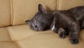 Close-up of a gray cat with yellow eyes lying on a sofa Royalty Free Stock Photo