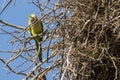 Close-up Gray Cheeked Parakeet Building Nest Royalty Free Stock Photo