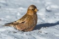 A Close up of a Gray-crowned rosy finch