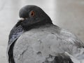 Close up of a gray dove