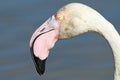 Close Up Of Gray Flamingo Head
