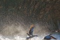 Close up of gray geese fighting on the water Royalty Free Stock Photo