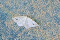 Geometridae moth