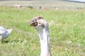 Close-up of a gray goose. Portrait of a domestic goose in the meadow