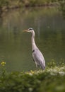 Close-up gray heron in a grass on river coast on Bern Zoo Royalty Free Stock Photo