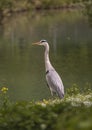 Close-up gray heron in a grass on river coast on Bern Zoo