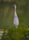 Close-up gray heron in a grass on river coast on Bern Zoo