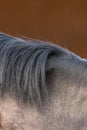 Close-up of a gray horse\'s mane Royalty Free Stock Photo