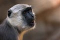 Close-up of a gray langur monkey with a blurred background in a natural habitat. Royalty Free Stock Photo