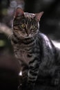 A close up of a Gray, Maine Coon cat`s face looking in front with green eyes. Royalty Free Stock Photo