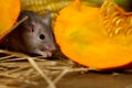 Close-up gray mouse lurks near orange pumpkin in the pantry. Royalty Free Stock Photo