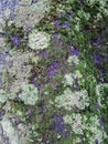 Gray tree bark with colorful mossy textured background images Royalty Free Stock Photo